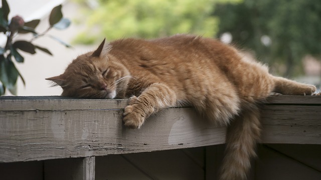 Sleeping Well in Sacramento