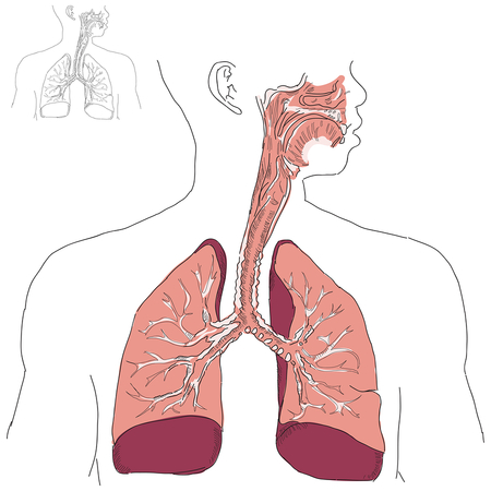 Chiropractic for the Sinuses/Respiratory System
